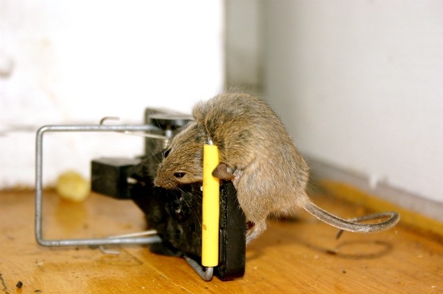 Jak pozbyć się myszy z domu?
