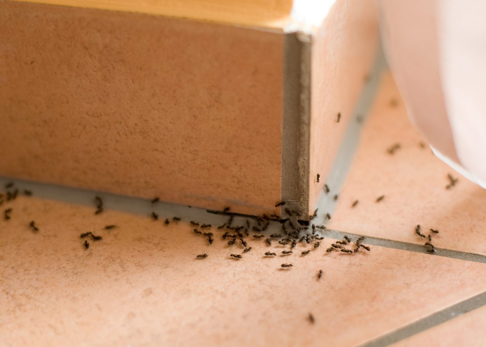 Skuteczne sposoby na zwalczenie mrówek