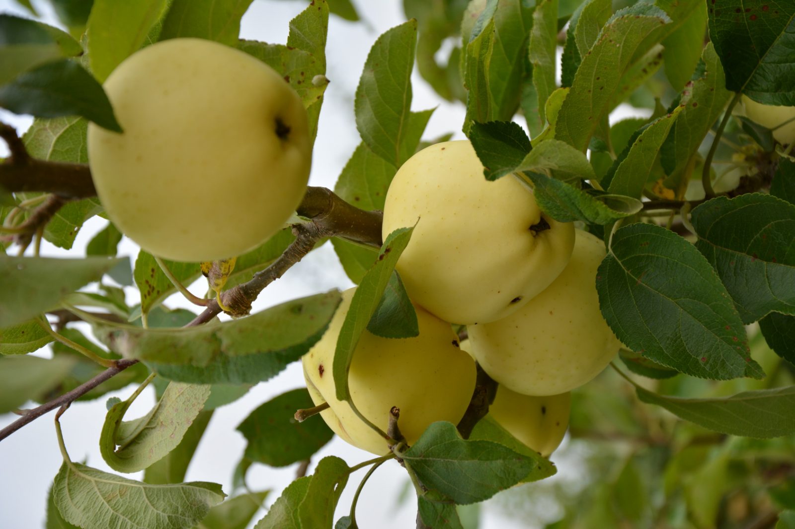 Drzewka owocowe sposobem na zdrowe owoce w domu