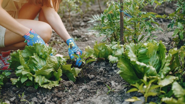 Ogród – kiedy sadzić warzywa