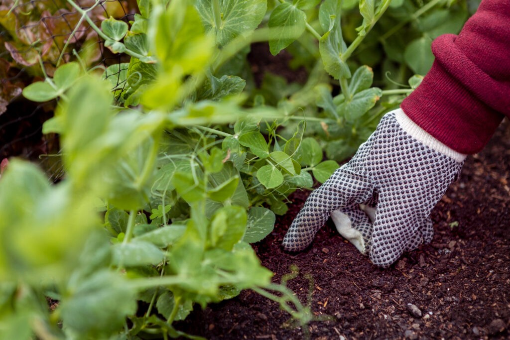 Ogród – kiedy sadzić warzywa